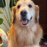 Steam Pet Brush with Unique Spray Function for your Dogs & cats for their healthy coat